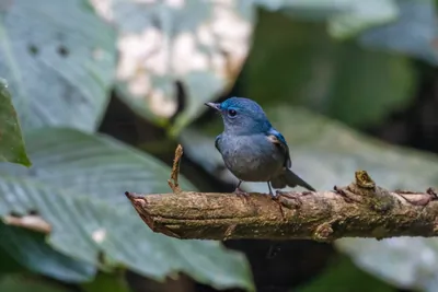 pale blue flycatcher (Cyornis unicolor) seen at Dosdewa in Karimganj, Assam, India