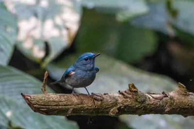 pale blue flycatcher (Cyornis unicolor) seen at Dosdewa in Karimganj, Assam, India