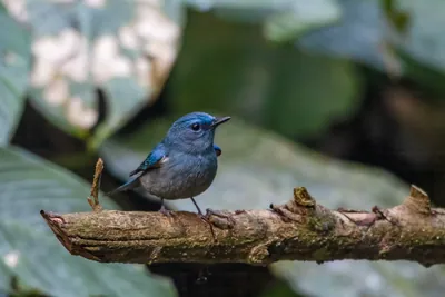 pale blue flycatcher (Cyornis unicolor) seen at Dosdewa in Karimganj, Assam, India