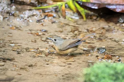 pale-chinned flycatcher (Cyornis poliogenys) seen at Dosdewa in Karimganj, Assam, India