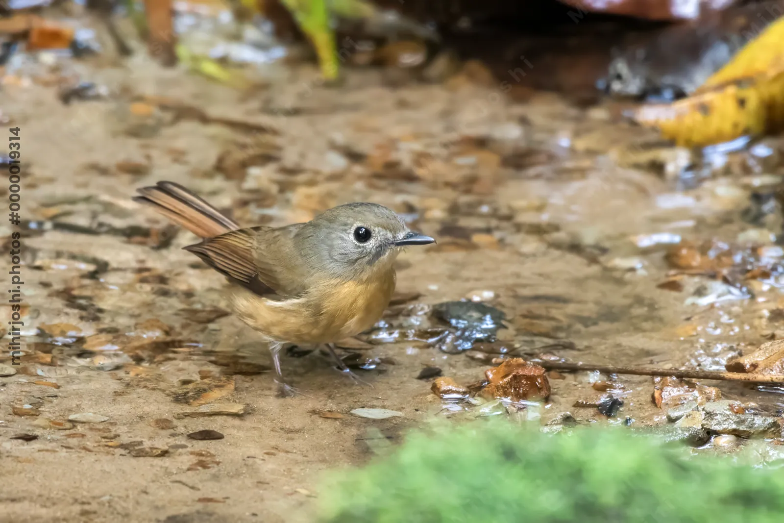 pale-chinned flycatcher (Cyornis poliogenys) seen at Dosdewa in Karimganj, Assam, India