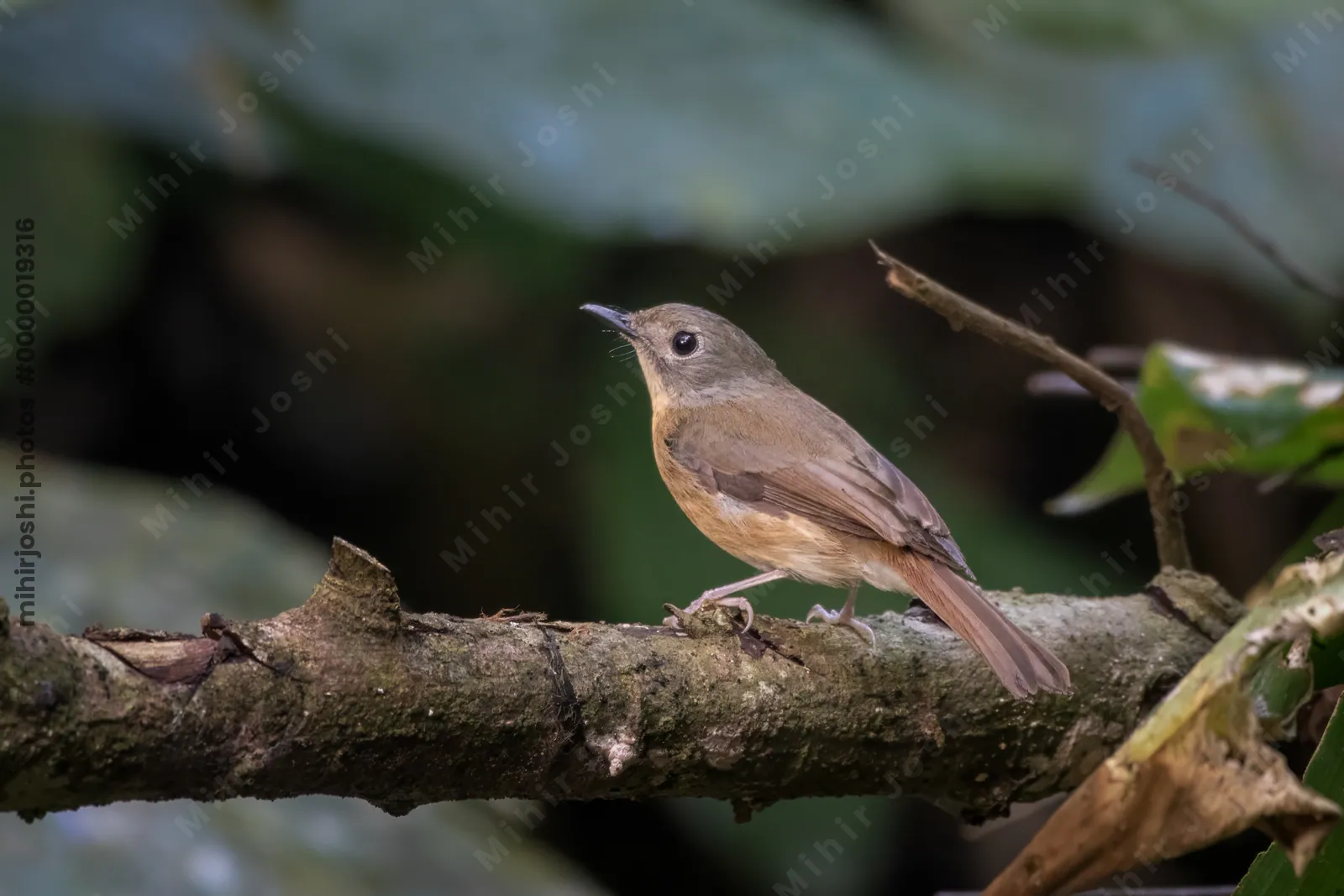pale-chinned flycatcher (Cyornis poliogenys) seen at Dosdewa in Karimganj, Assam, India