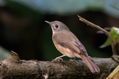 pale-chinned flycatcher (Cyornis poliogenys) seen at Dosdewa in Karimganj, Assam, India