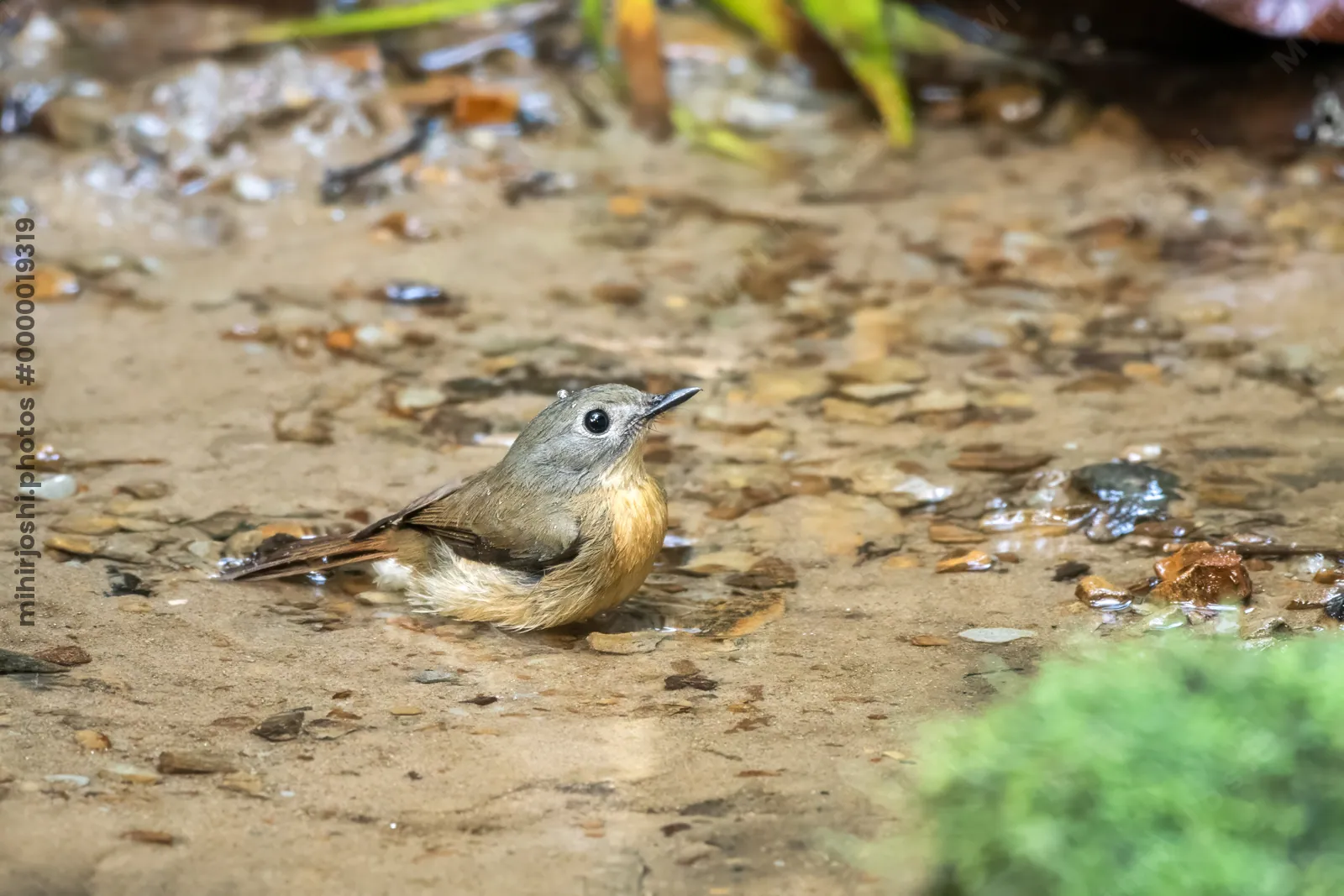 pale-chinned flycatcher (Cyornis poliogenys) seen at Dosdewa in Karimganj, Assam, India