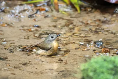 pale-chinned flycatcher (Cyornis poliogenys) seen at Dosdewa in Karimganj, Assam, India