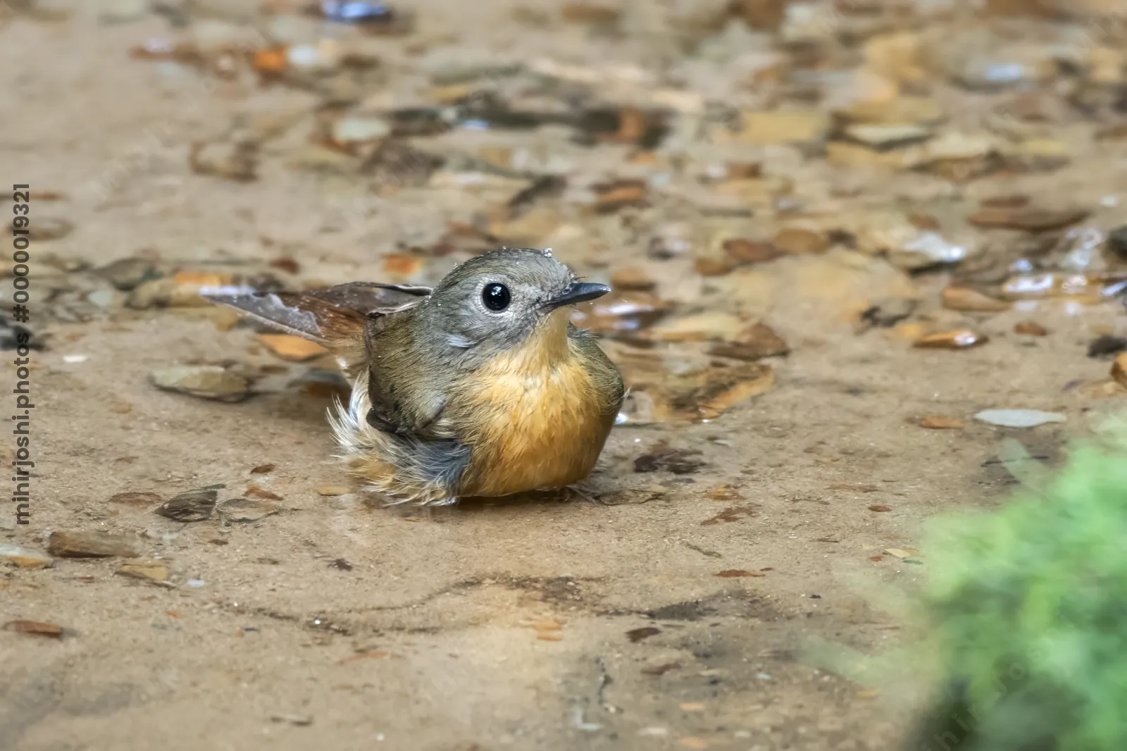 pale-chinned flycatcher (Cyornis poliogenys) seen at Dosdewa in Karimganj, Assam, India