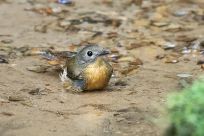 pale-chinned flycatcher (Cyornis poliogenys) seen at Dosdewa in Karimganj, Assam, India