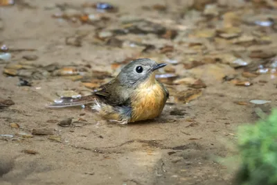 pale-chinned flycatcher (Cyornis poliogenys) seen at Dosdewa in Karimganj, Assam, India