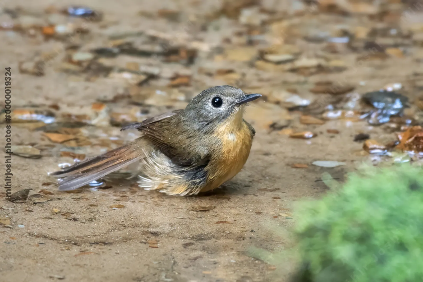 pale-chinned flycatcher (Cyornis poliogenys) seen at Dosdewa in Karimganj, Assam, India