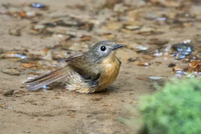 pale-chinned flycatcher (Cyornis poliogenys) seen at Dosdewa in Karimganj, Assam, India
