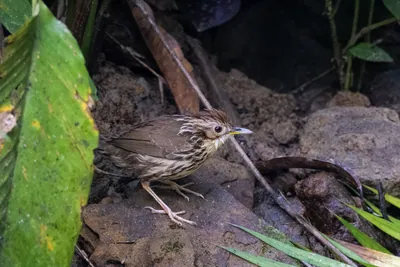 puff-throated babbler (Pellorneum ruficeps) or spotted babbler seen at Dosdewa in Karimganj, Assam, India