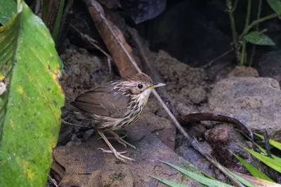 puff-throated babbler (Pellorneum ruficeps) or spotted babbler seen at Dosdewa in Karimganj, Assam, India