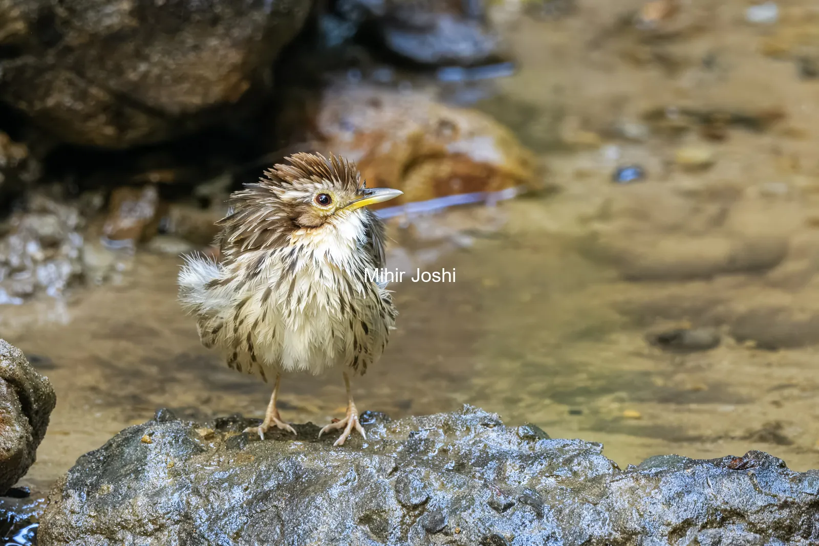 puff-throated babbler (Pellorneum ruficeps) or spotted babbler seen at Dosdewa in Karimganj, Assam, India