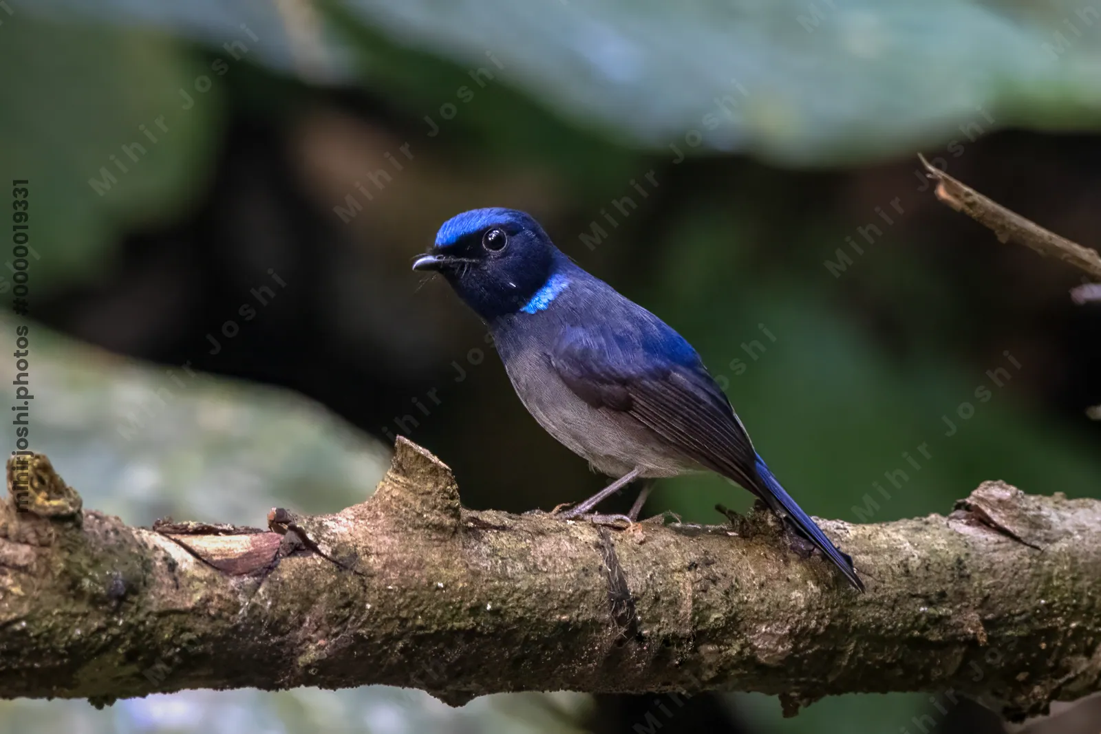small niltava (Niltava macgrigoriae) seen at Dosdewa in Karimganj, Assam, India