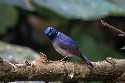 small niltava (Niltava macgrigoriae) seen at Dosdewa in Karimganj, Assam, India