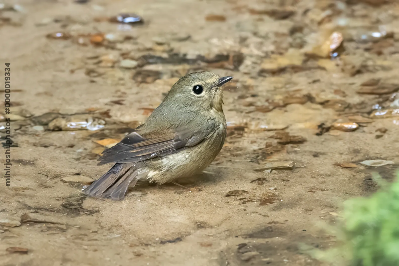 snowy-browed flycatcher (Ficedula hyperythra) seen at Dosdewa in Karimganj, Assam, India