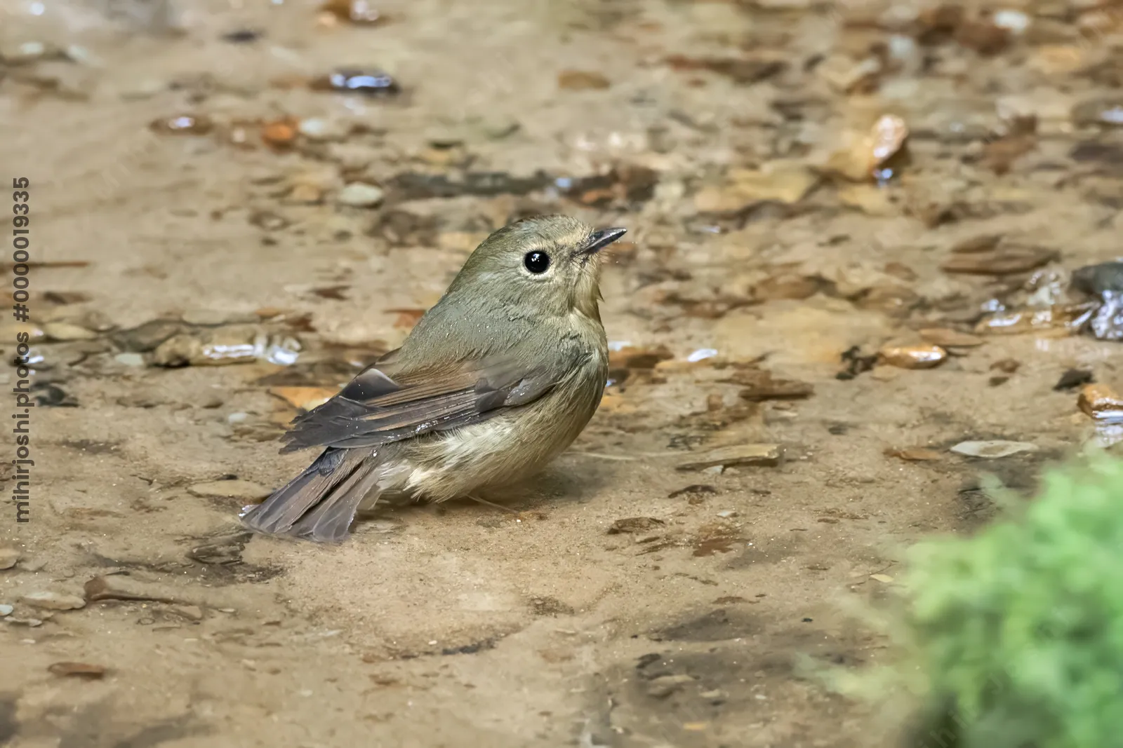 snowy-browed flycatcher (Ficedula hyperythra) seen at Dosdewa in Karimganj, Assam, India