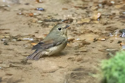 snowy-browed flycatcher (Ficedula hyperythra) seen at Dosdewa in Karimganj, Assam, India