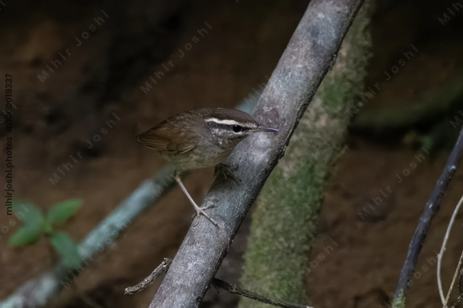 Asian stubtail Urosphena squameiceps seen at Dosdewa in Karimganj, Assam, India