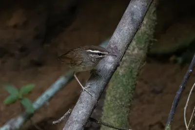 Asian stubtail Urosphena squameiceps seen at Dosdewa in Karimganj, Assam, India