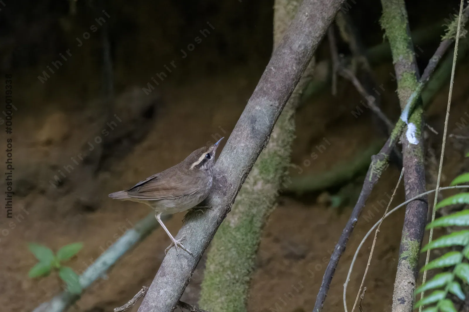 Asian stubtail Urosphena squameiceps seen at Dosdewa in Karimganj, Assam, India