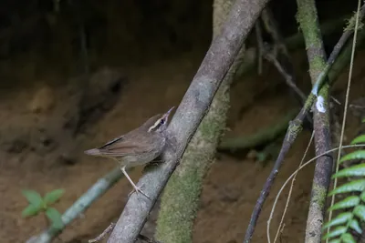 Asian stubtail Urosphena squameiceps seen at Dosdewa in Karimganj, Assam, India