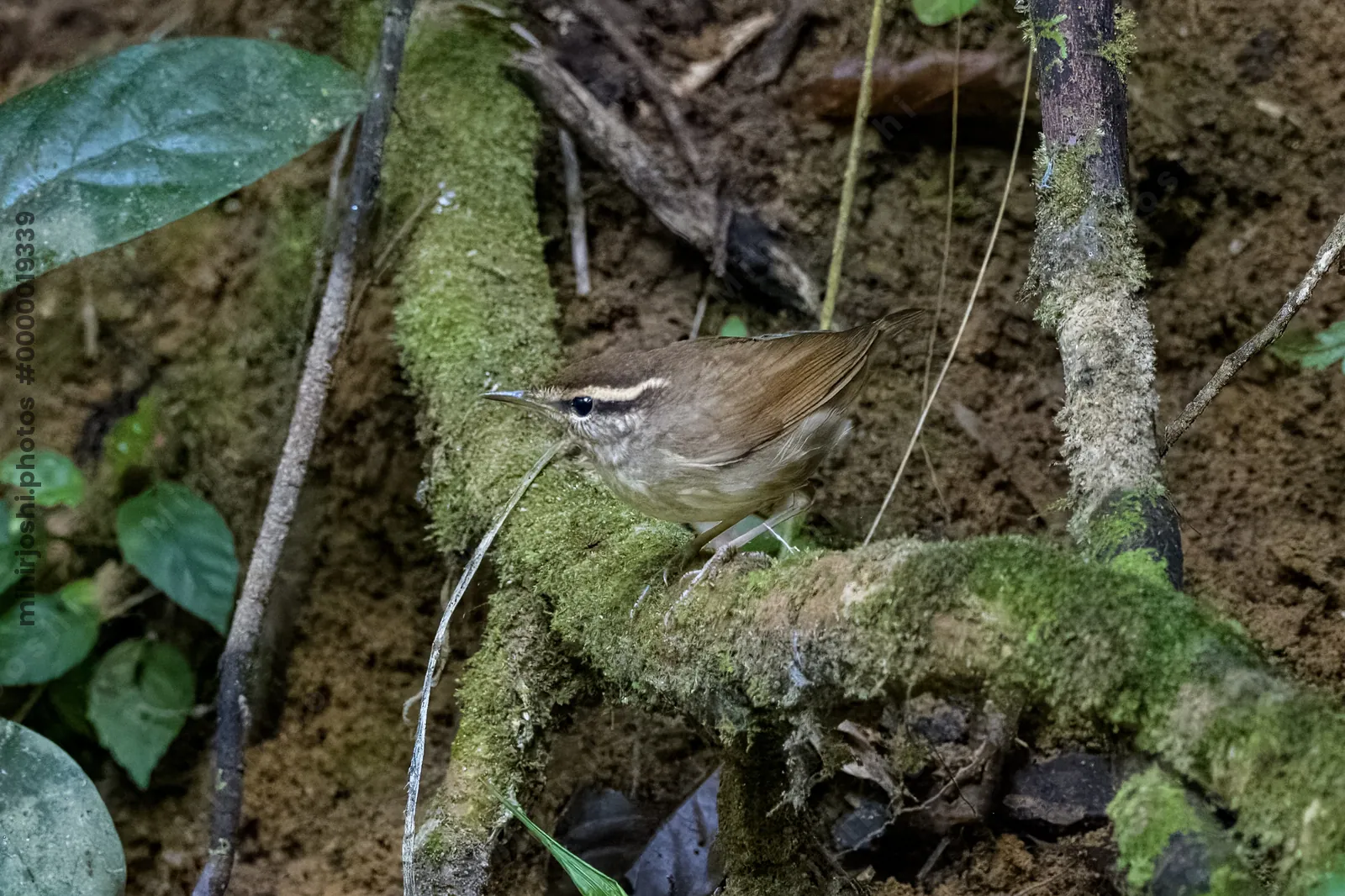 Asian stubtail Urosphena squameiceps seen at Dosdewa in Karimganj, Assam, India