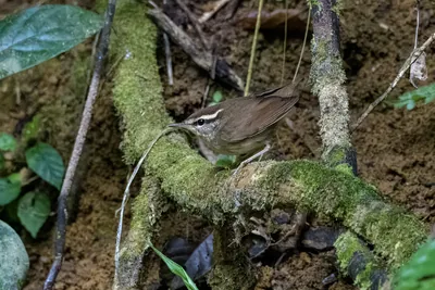 Asian stubtail Urosphena squameiceps seen at Dosdewa in Karimganj, Assam, India