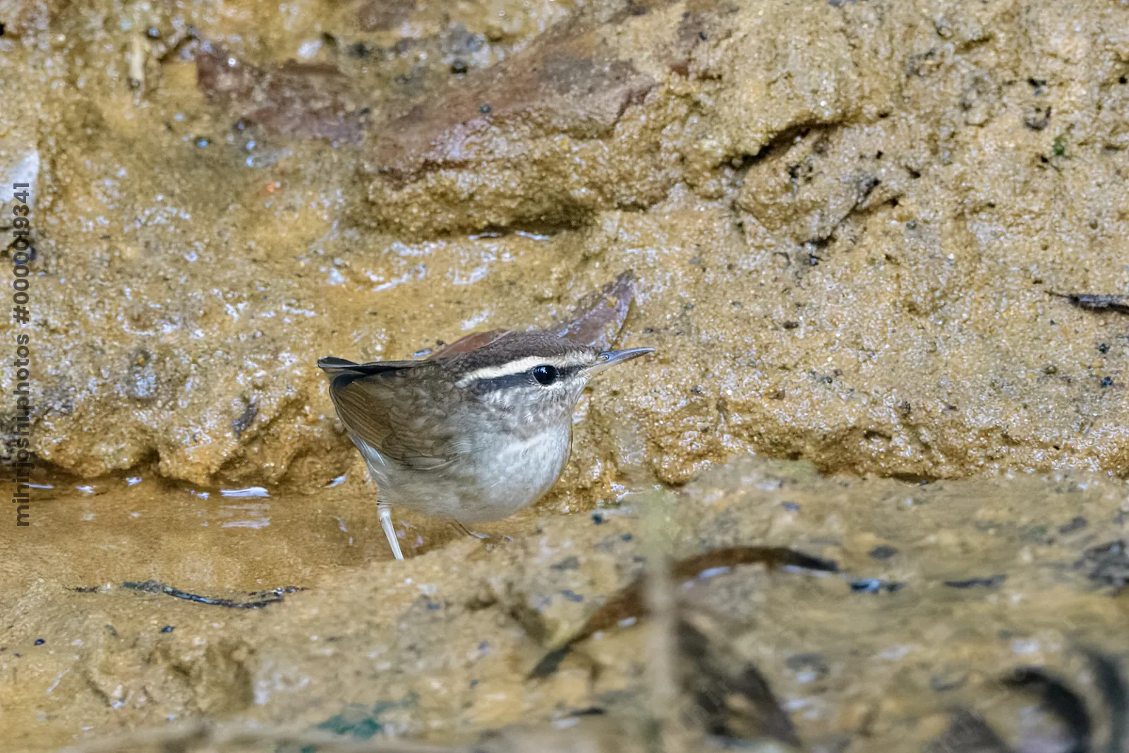 Asian stubtail Urosphena squameiceps seen at Dosdewa in Karimganj, Assam, India