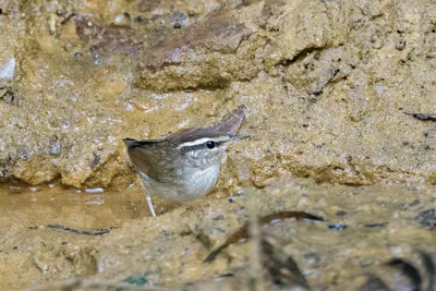Asian stubtail Urosphena squameiceps seen at Dosdewa in Karimganj, Assam, India