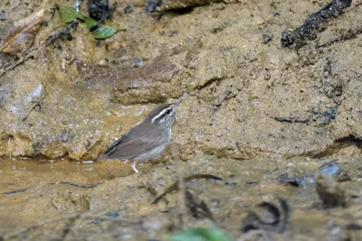 Asian stubtail Urosphena squameiceps seen at Dosdewa in Karimganj, Assam, India