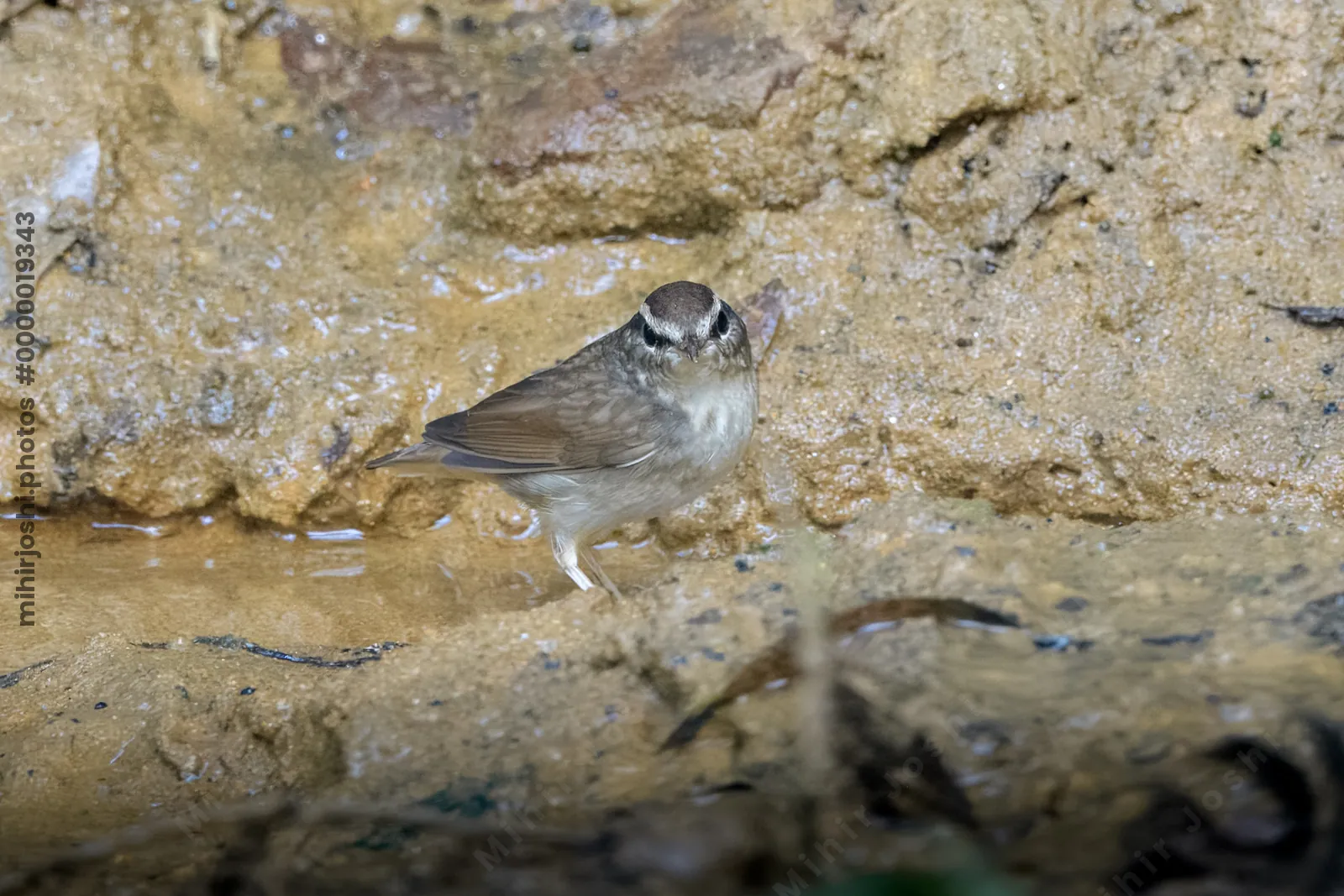 Asian stubtail Urosphena squameiceps seen at Dosdewa in Karimganj, Assam, India