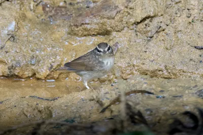 Asian stubtail Urosphena squameiceps seen at Dosdewa in Karimganj, Assam, India