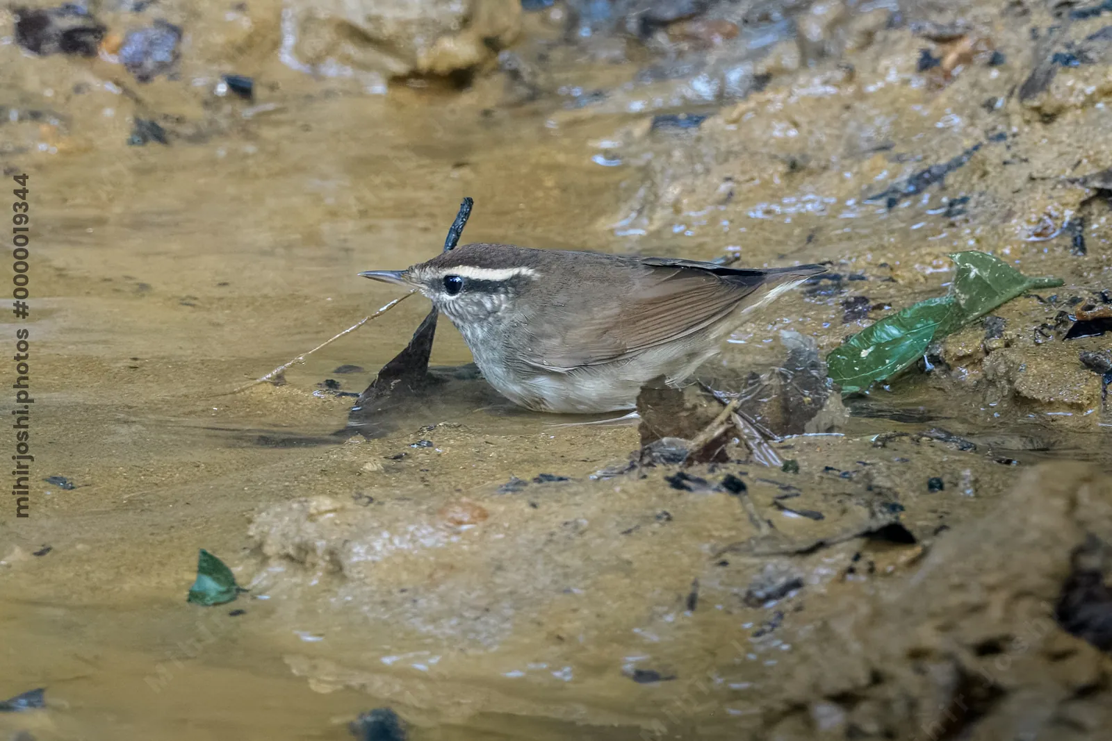 Asian stubtail Urosphena squameiceps seen at Dosdewa in Karimganj, Assam, India