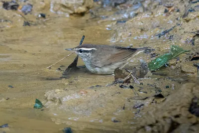Asian stubtail Urosphena squameiceps seen at Dosdewa in Karimganj, Assam, India