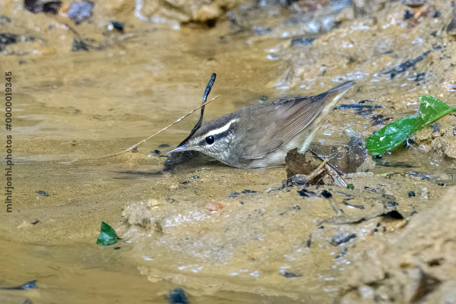Asian stubtail Urosphena squameiceps seen at Dosdewa in Karimganj, Assam, India
