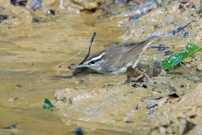 Asian stubtail Urosphena squameiceps seen at Dosdewa in Karimganj, Assam, India