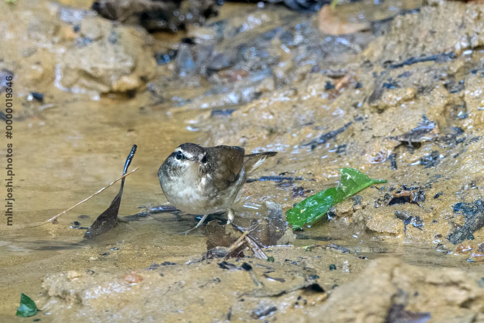 Asian stubtail Urosphena squameiceps seen at Dosdewa in Karimganj, Assam, India