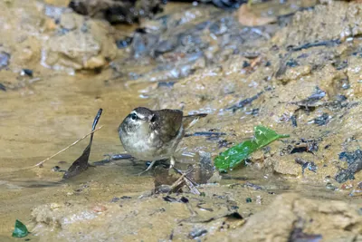 Asian stubtail Urosphena squameiceps seen at Dosdewa in Karimganj, Assam, India