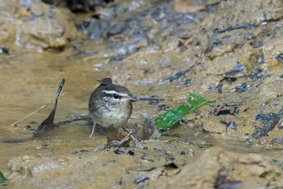 Asian stubtail Urosphena squameiceps seen at Dosdewa in Karimganj, Assam, India