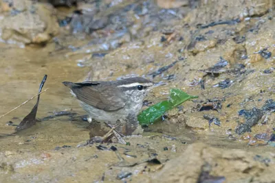 Asian stubtail Urosphena squameiceps seen at Dosdewa in Karimganj, Assam, India