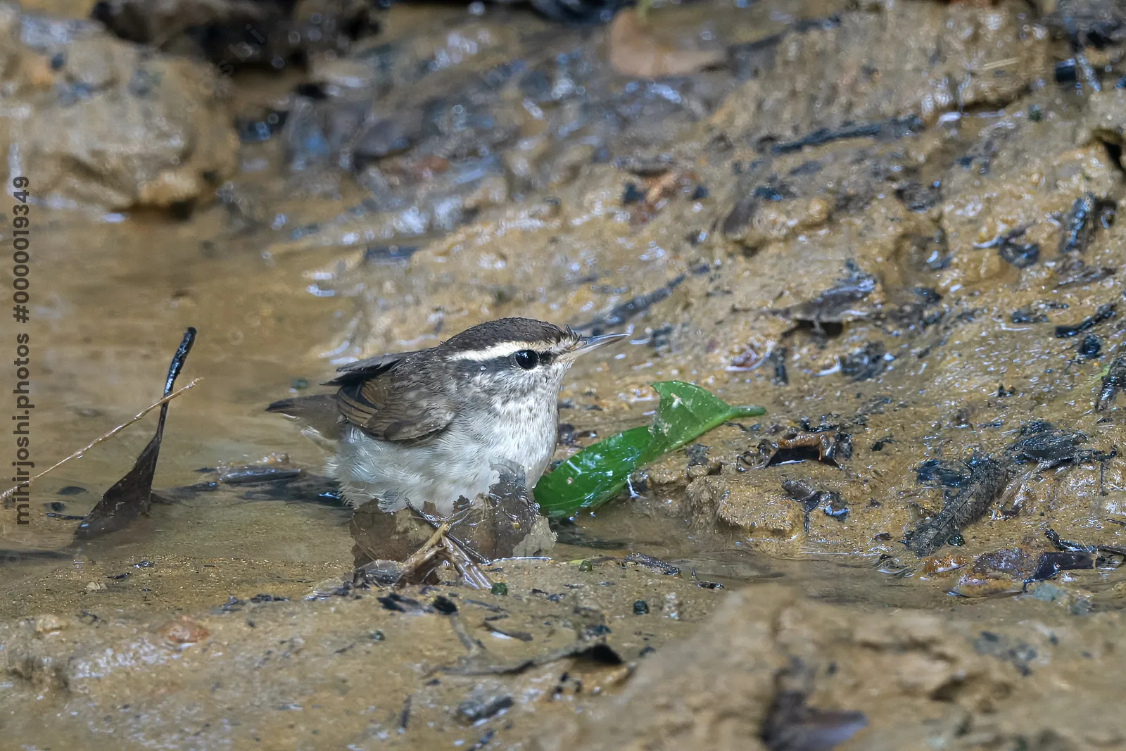 Asian stubtail Urosphena squameiceps seen at Dosdewa in Karimganj, Assam, India
