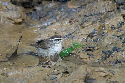 Asian stubtail Urosphena squameiceps seen at Dosdewa in Karimganj, Assam, India