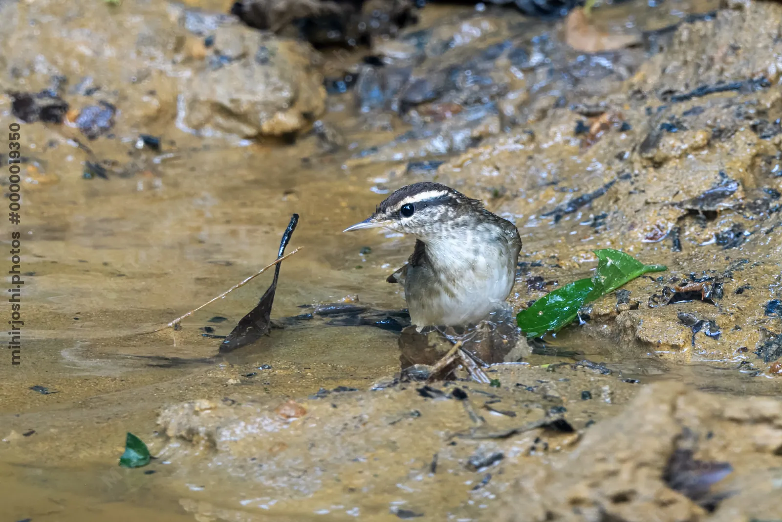 Asian stubtail Urosphena squameiceps seen at Dosdewa in Karimganj, Assam, India