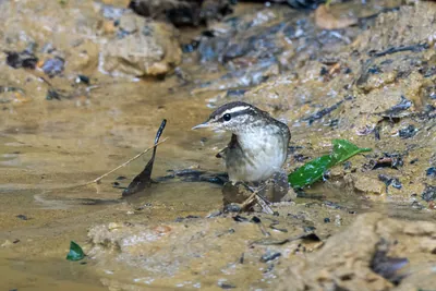 Asian stubtail Urosphena squameiceps seen at Dosdewa in Karimganj, Assam, India