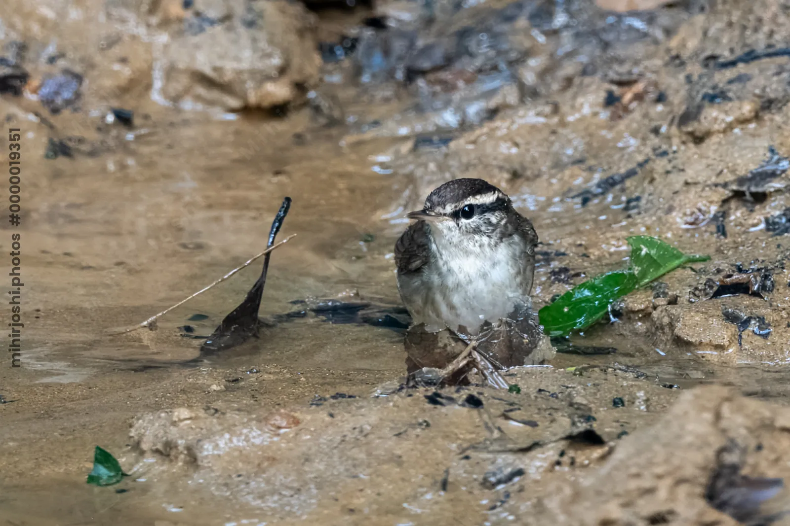 Asian stubtail Urosphena squameiceps seen at Dosdewa in Karimganj, Assam, India