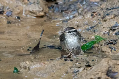 Asian stubtail Urosphena squameiceps seen at Dosdewa in Karimganj, Assam, India