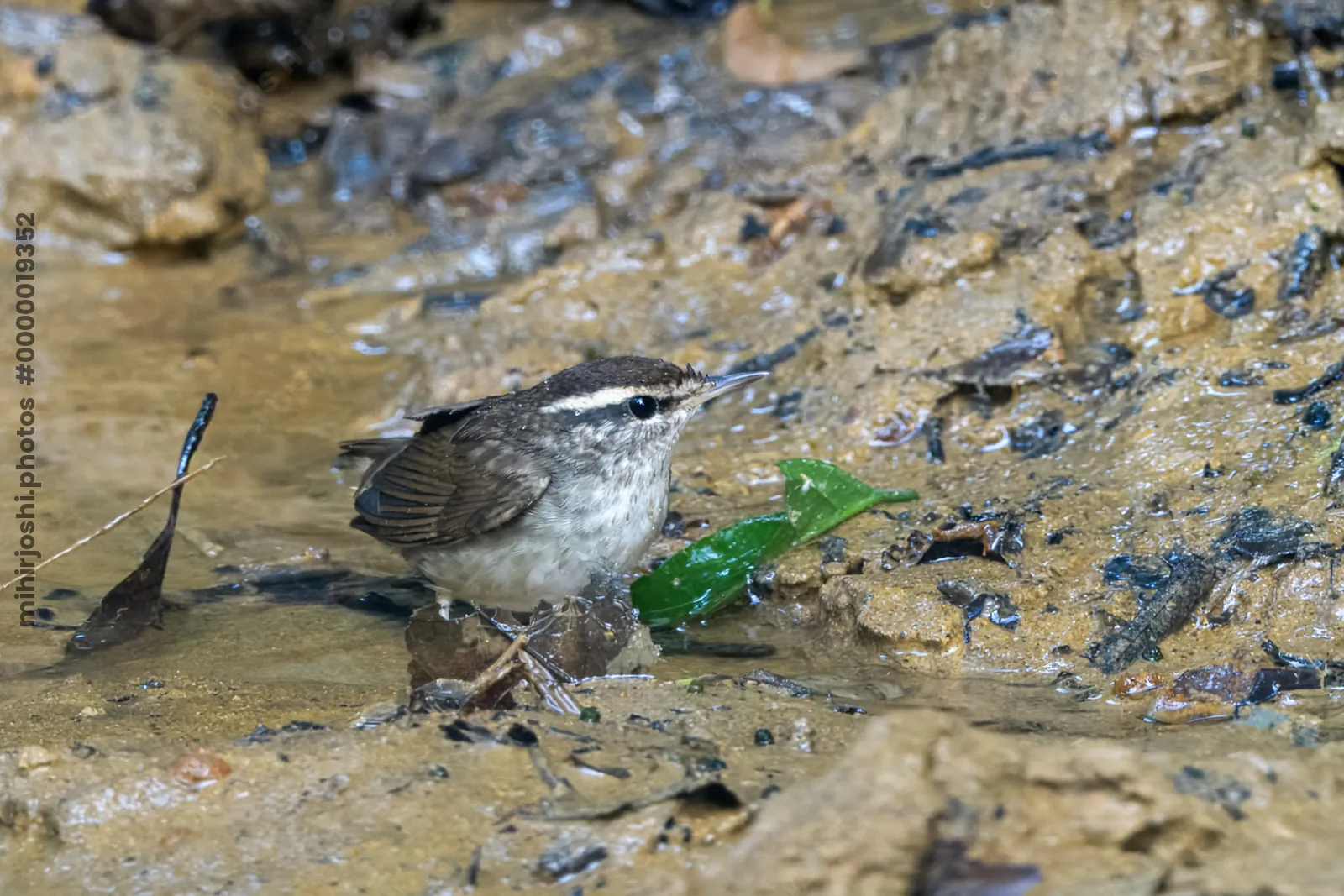 Asian stubtail Urosphena squameiceps seen at Dosdewa in Karimganj, Assam, India