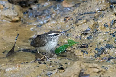 Asian stubtail Urosphena squameiceps seen at Dosdewa in Karimganj, Assam, India