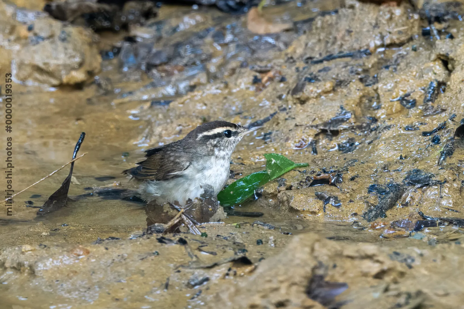 Asian stubtail Urosphena squameiceps seen at Dosdewa in Karimganj, Assam, India